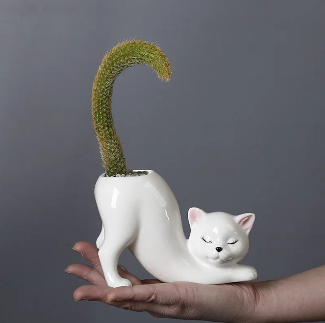 CatBloom™