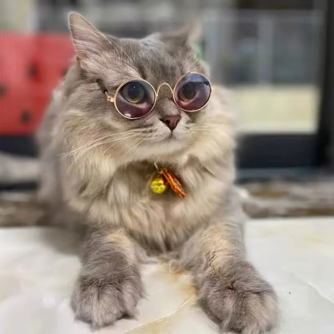 Modische Katzenbrille