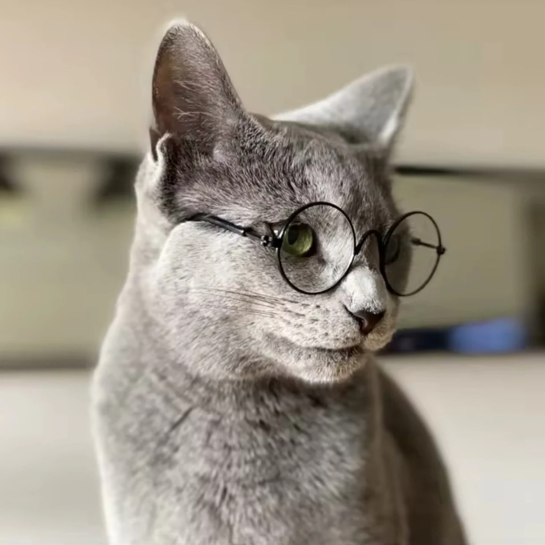 Modische Katzenbrille
