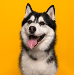für Hunde