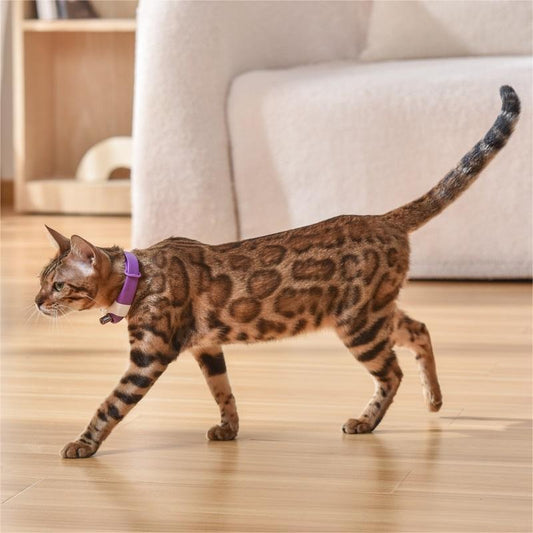 LumiPaw™ - Deluxe Laser Collar