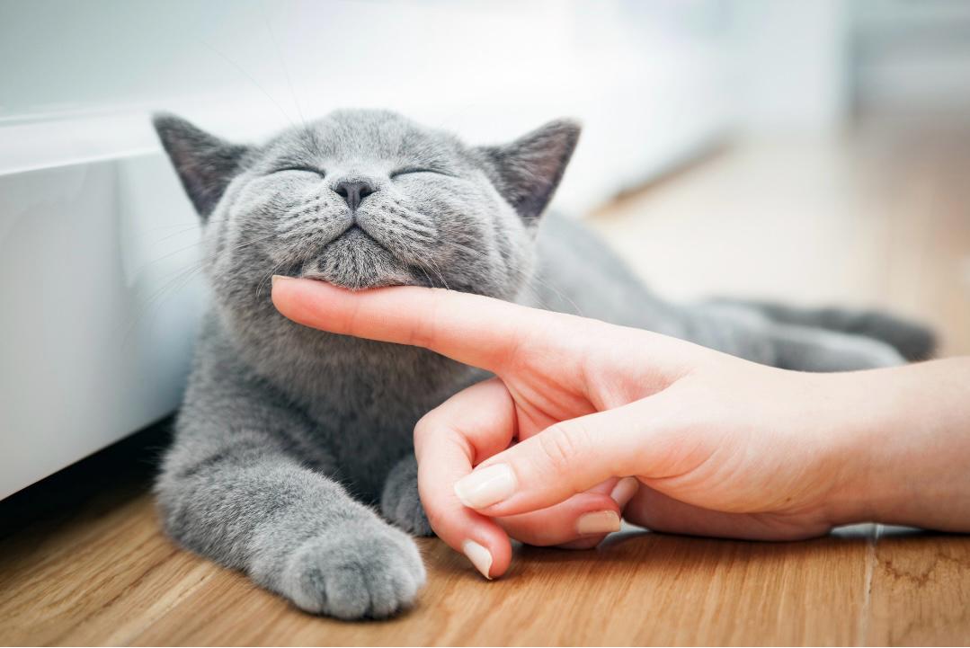 CatOrbit™