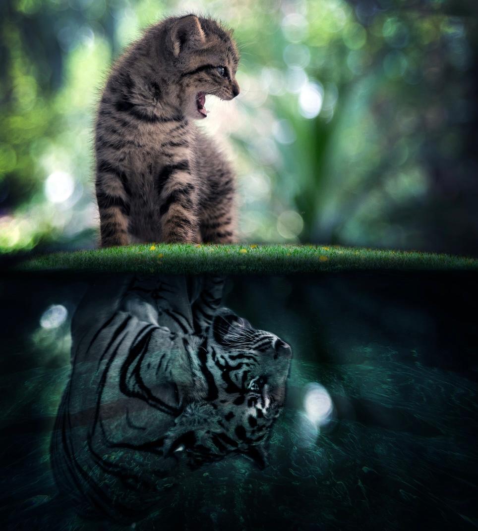 CatOrbit™