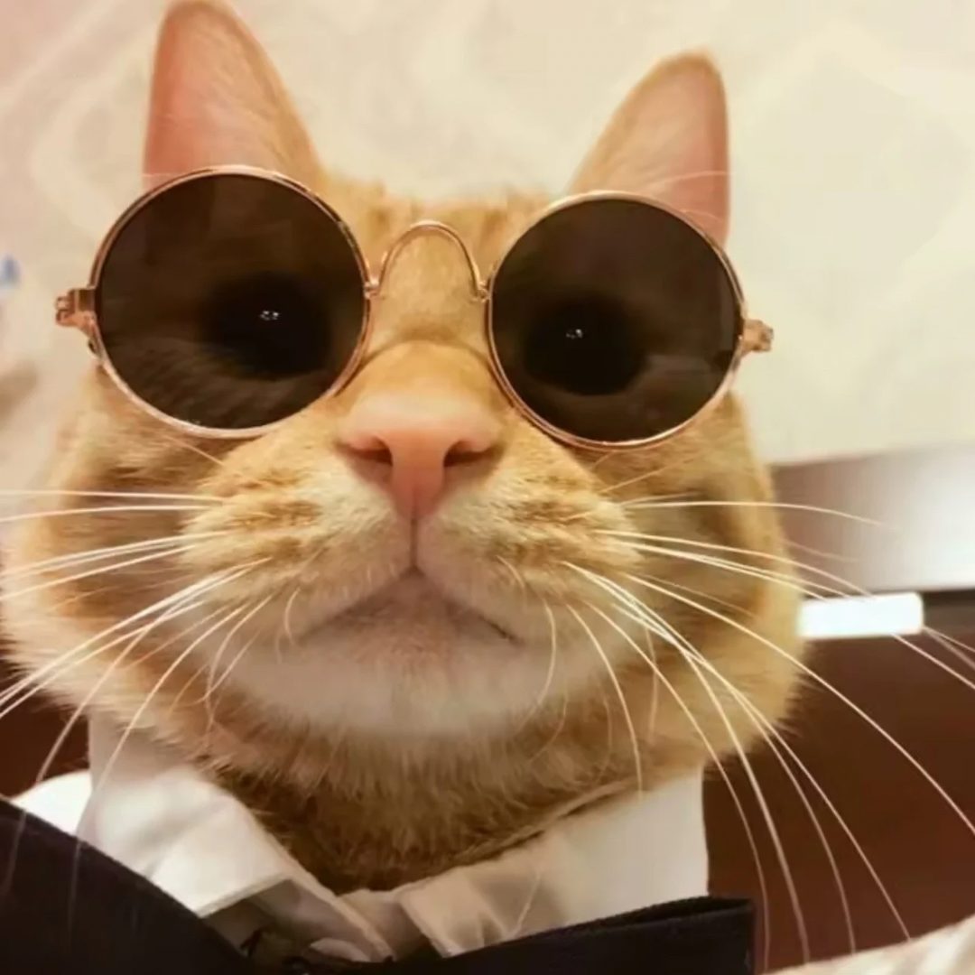Modische Katzenbrille