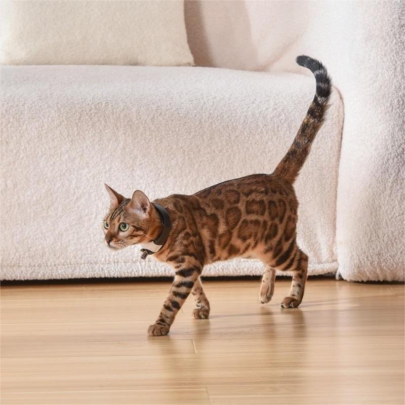 LumiPaw™ - Deluxe Laser Collar